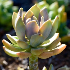 ساکولنت تزئینی